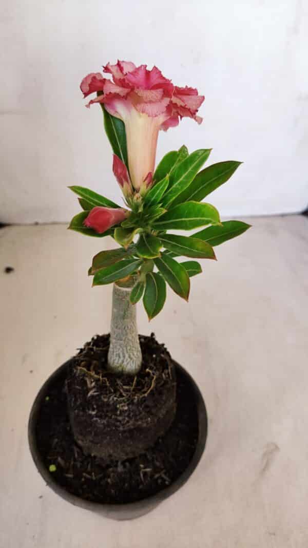 ENXERTO 12087  – 20cm (cor LM 501) - Imagem 4
