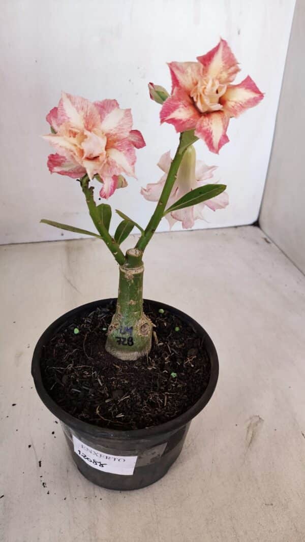 ENXERTO 12088  – 22cm (cor LM 728) - Imagem 2