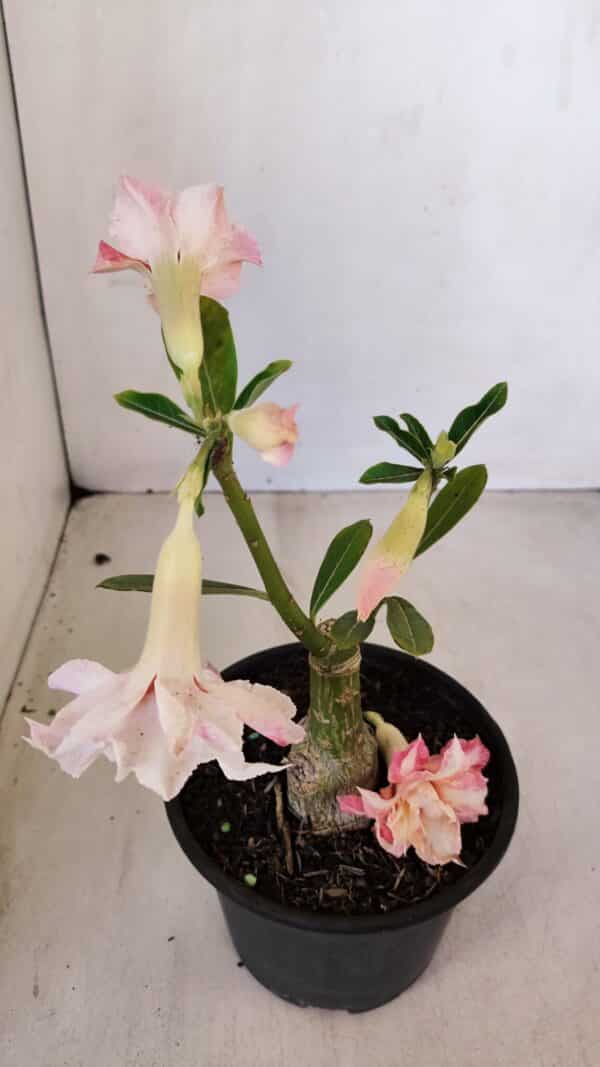 ENXERTO 12088  – 22cm (cor LM 728) - Imagem 5