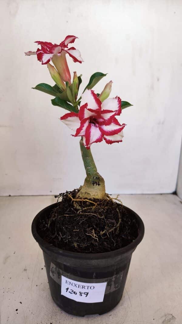ENXERTO 12089  – 20cm (cor LM 797) Id: FERRARI - Imagem 1
