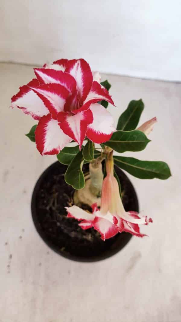 ENXERTO 12089  – 20cm (cor LM 797) Id: FERRARI - Imagem 3