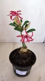 ENXERTO 12089  – 20cm (cor LM 797) Id: FERRARI - Imagem 5