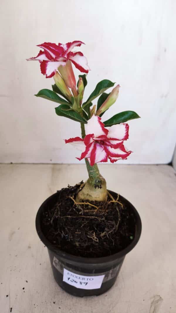 ENXERTO 12089  – 20cm (cor LM 797) Id: FERRARI - Imagem 5