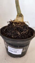 ENXERTO 12089  – 20cm (cor LM 797) Id: FERRARI - Imagem 4