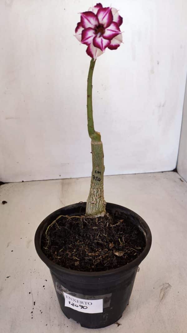 ENXERTO 12090  – 22cm (cor LM 720) - Imagem 2