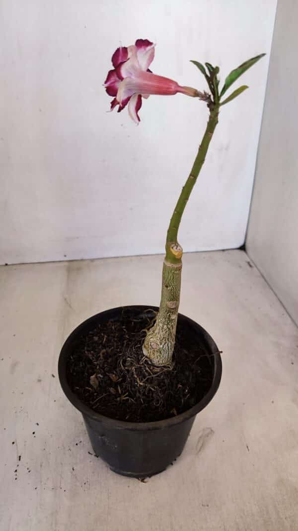 ENXERTO 12090  – 22cm (cor LM 720) - Imagem 6