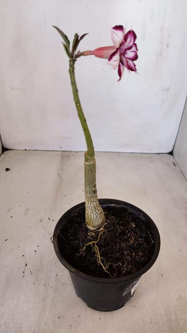 ENXERTO 12090  – 22cm (cor LM 720) - Imagem 5