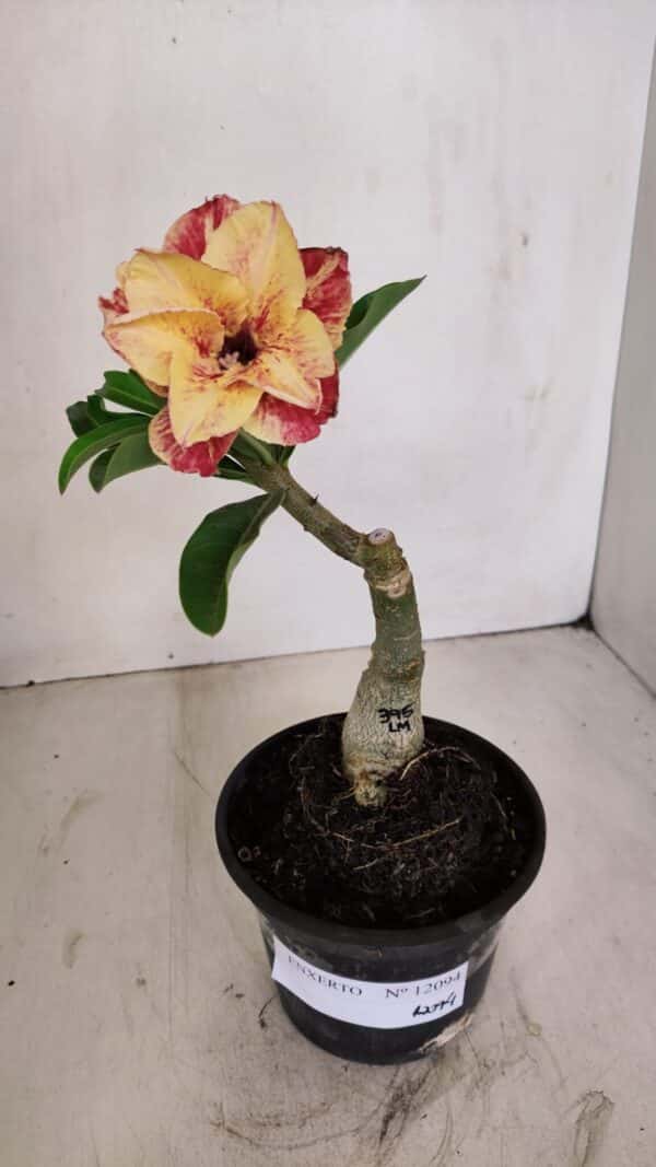 ENXERTO 12094  – 20cm (cor LM 395) - Imagem 2