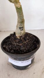 ENXERTO 12094  – 20cm (cor LM 395) - Imagem 6