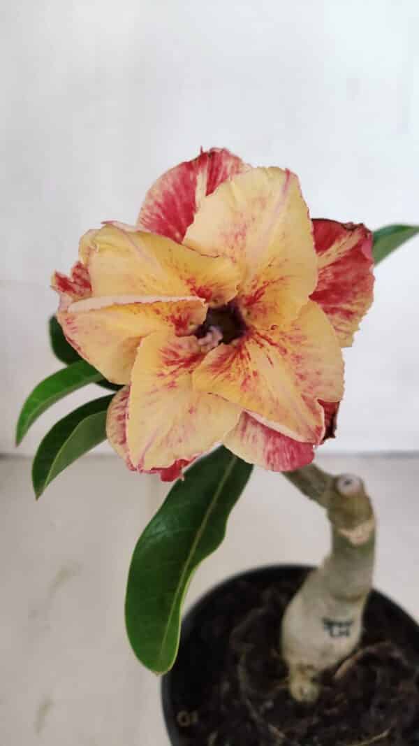 ENXERTO 12094  – 20cm (cor LM 395) - Imagem 1