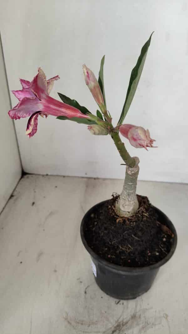 ENXERTO 12095  – 20cm (cor LM 1007) - Imagem 5