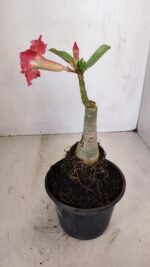 ENXERTO 12098  – 20cm (cor LM 501) - Imagem 6
