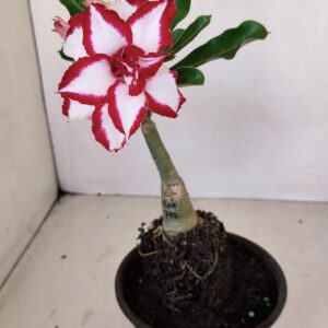 ENXERTO 12099  – 20cm (cor LM 797) Id: FERRARI