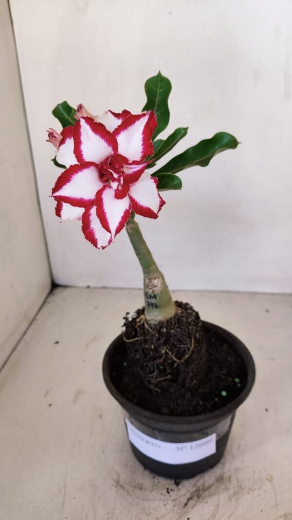 ENXERTO 12099  – 20cm (cor LM 797) Id: FERRARI - Imagem 1