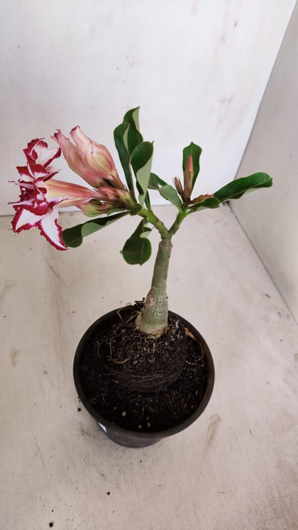 ENXERTO 12099  – 20cm (cor LM 797) Id: FERRARI - Imagem 5