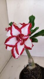 ENXERTO 12099  – 20cm (cor LM 797) Id: FERRARI - Imagem 3