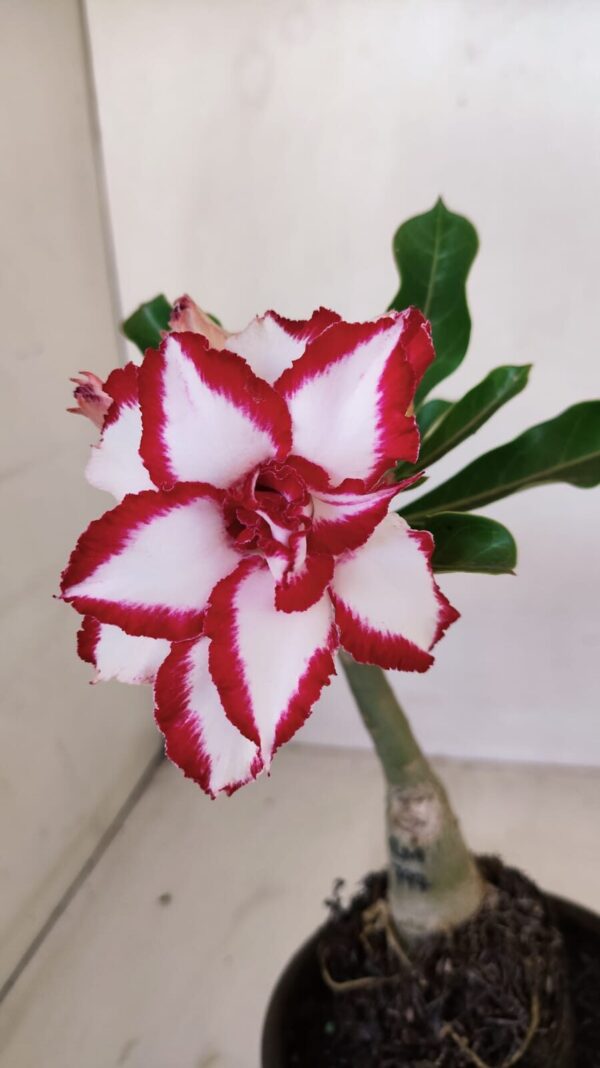 ENXERTO 12099  – 20cm (cor LM 797) Id: FERRARI - Imagem 3