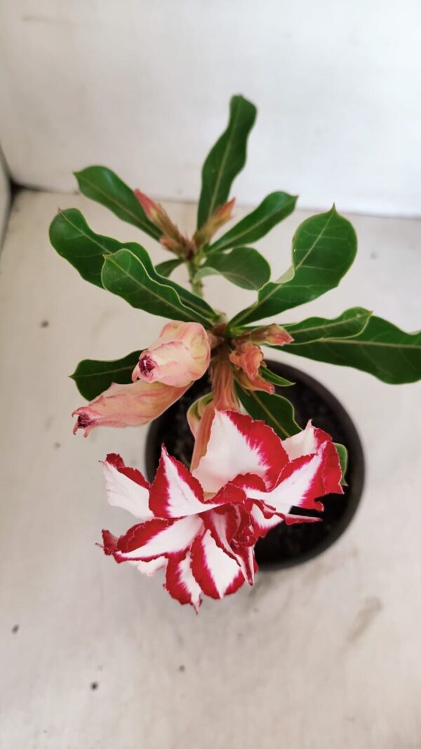 ENXERTO 12099  – 20cm (cor LM 797) Id: FERRARI - Imagem 4