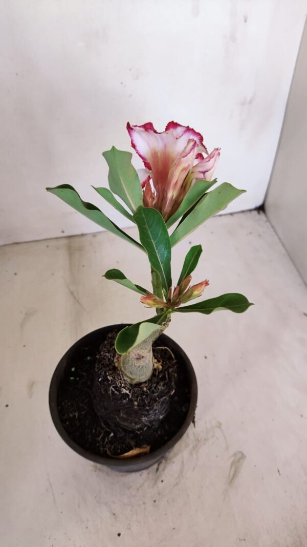 ENXERTO 12099  – 20cm (cor LM 797) Id: FERRARI - Imagem 6