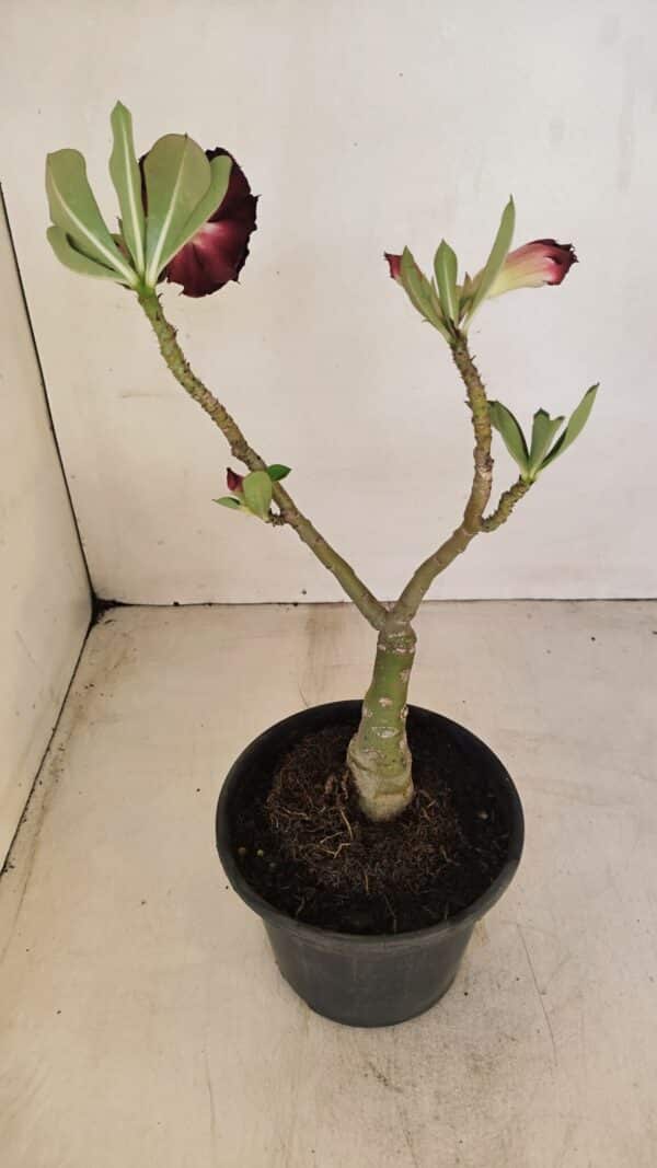 ENXERTO 12107  – 25cm (cor LM 218) - Imagem 5