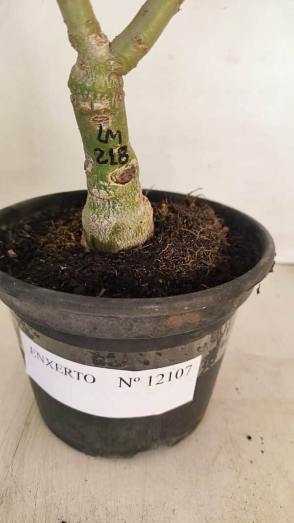 ENXERTO 12107  – 25cm (cor LM 218) - Imagem 7