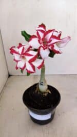 ENXERTO 12113 – 20cm (cor LM 797) Id: FERRARI