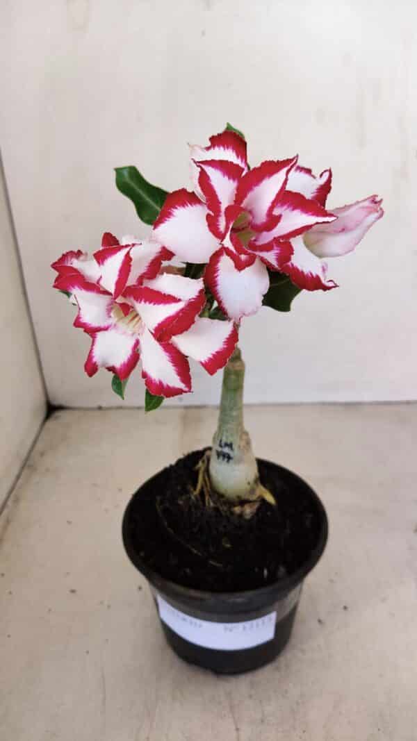 ENXERTO 12113  – 20cm (cor LM 797) Id: FERRARI - Imagem 1