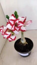 ENXERTO 12113 – 20cm (cor LM 797) Id: FERRARI - Imagem 3