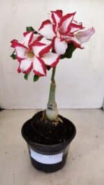 ENXERTO 12113 – 20cm (cor LM 797) Id: FERRARI - Imagem 6