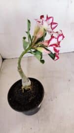 ENXERTO 12113 – 20cm (cor LM 797) Id: FERRARI - Imagem 4