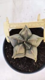 ASTROPHYTUM cv KIKKO FUKURYU "Variegata" Nº 1010 – vaso 15 - Imagem 5