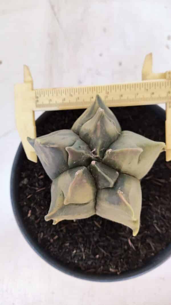 ASTROPHYTUM cv KIKKO FUKURYU "Variegata" Nº 1010 – vaso 15 - Imagem 5
