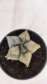 ASTROPHYTUM cv KIKKO FUKURYU "Variegata" Nº 1010 – vaso 15 - Imagem 3
