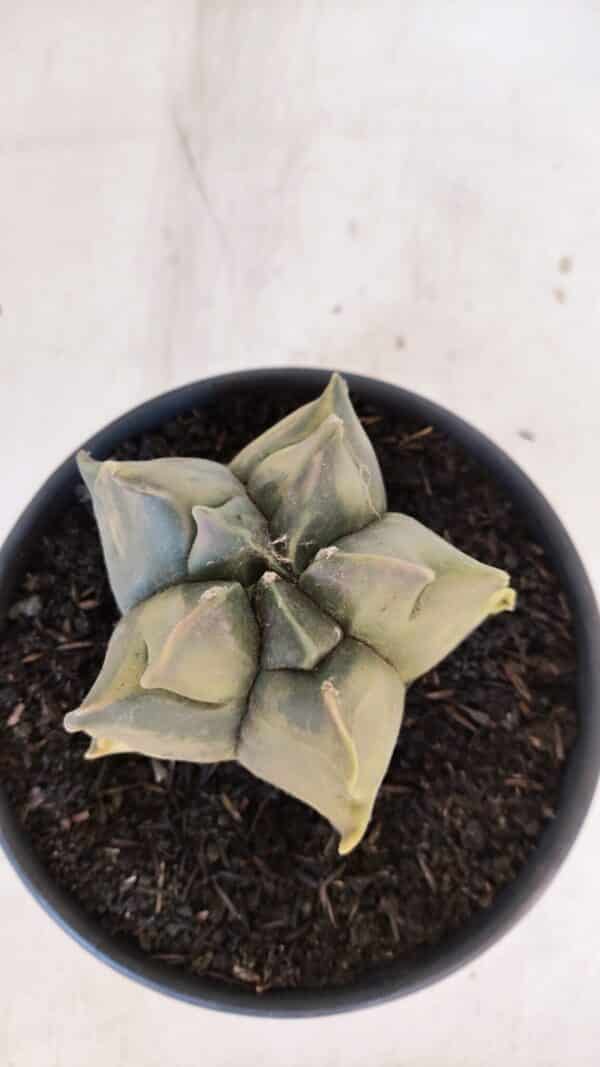 ASTROPHYTUM cv KIKKO FUKURYU "Variegata" Nº 1010 – vaso 15 - Imagem 3