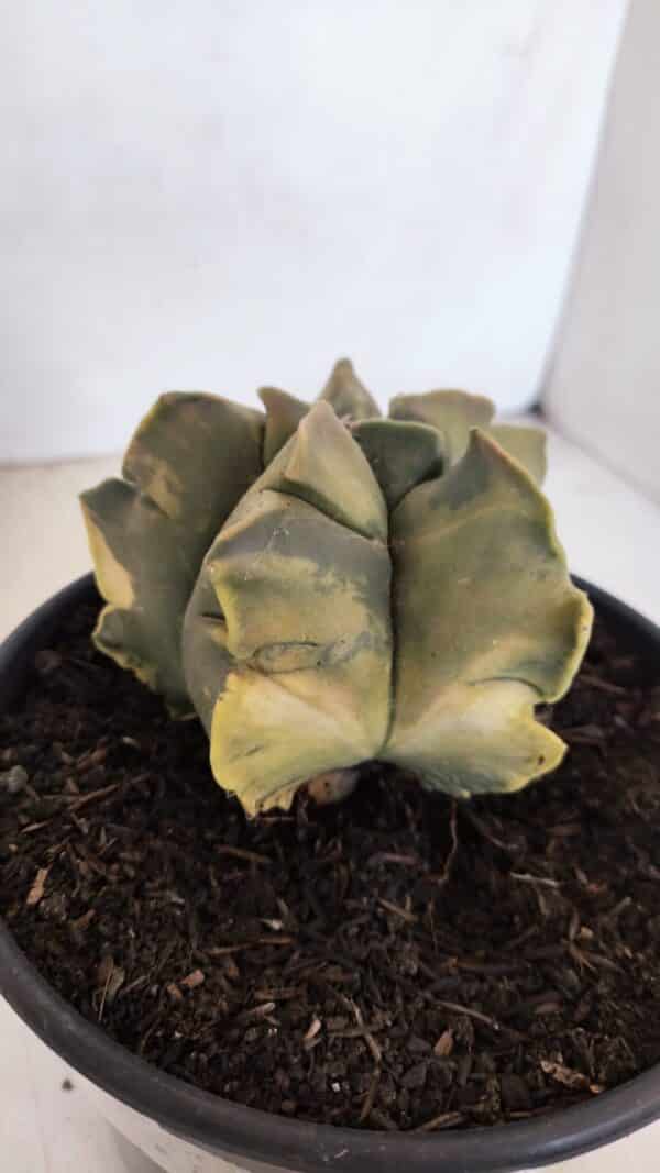 ASTROPHYTUM cv KIKKO FUKURYU "Variegata" Nº 1010 – vaso 15 - Imagem 8