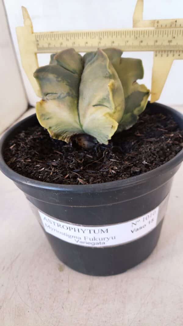 ASTROPHYTUM cv KIKKO FUKURYU "Variegata" Nº 1010 – vaso 15 - Imagem 1