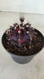 GYMNOCALYCIUM Mihanovichii Purple Nº 573 – vaso 11 - Imagem 7