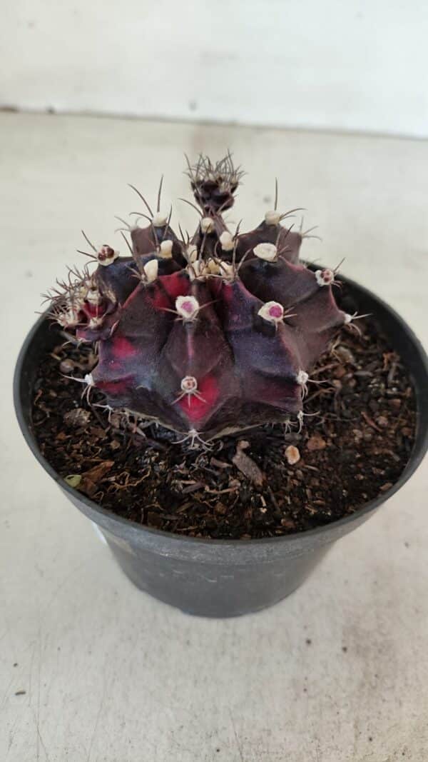GYMNOCALYCIUM Mihanovichii Purple Nº 573 – vaso 11 - Imagem 7