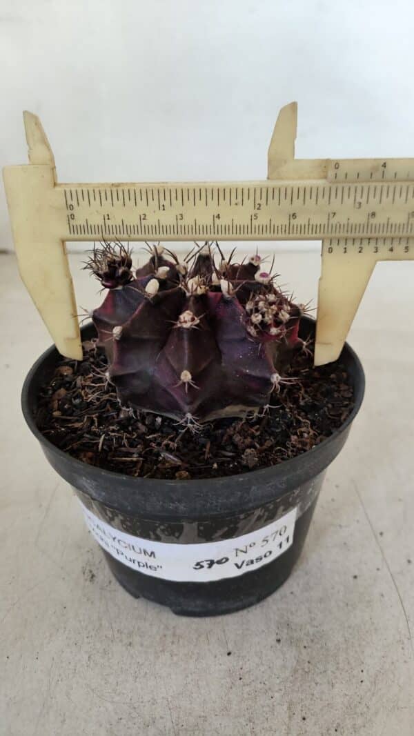 GYMNOCALYCIUM Mihanovichii Purple Nº 573 – vaso 11 - Imagem 1