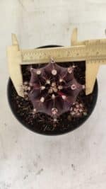 GYMNOCALYCIUM Mihanovichii Purple Nº 573 – vaso 11 - Imagem 5