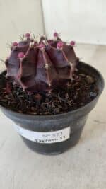GYMNOCALYCIUM Mihanovichii Purple Nº 570 – vaso 11 - Imagem 9