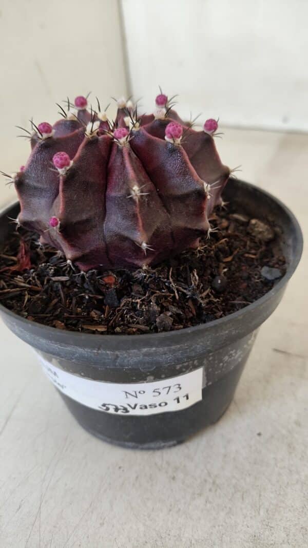 GYMNOCALYCIUM Mihanovichii Purple Nº 570 – vaso 11 - Imagem 9