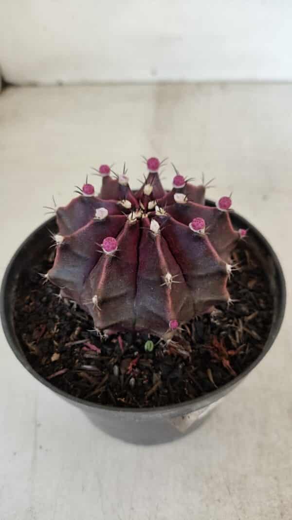 GYMNOCALYCIUM Mihanovichii Purple Nº 570 – vaso 11 - Imagem 6