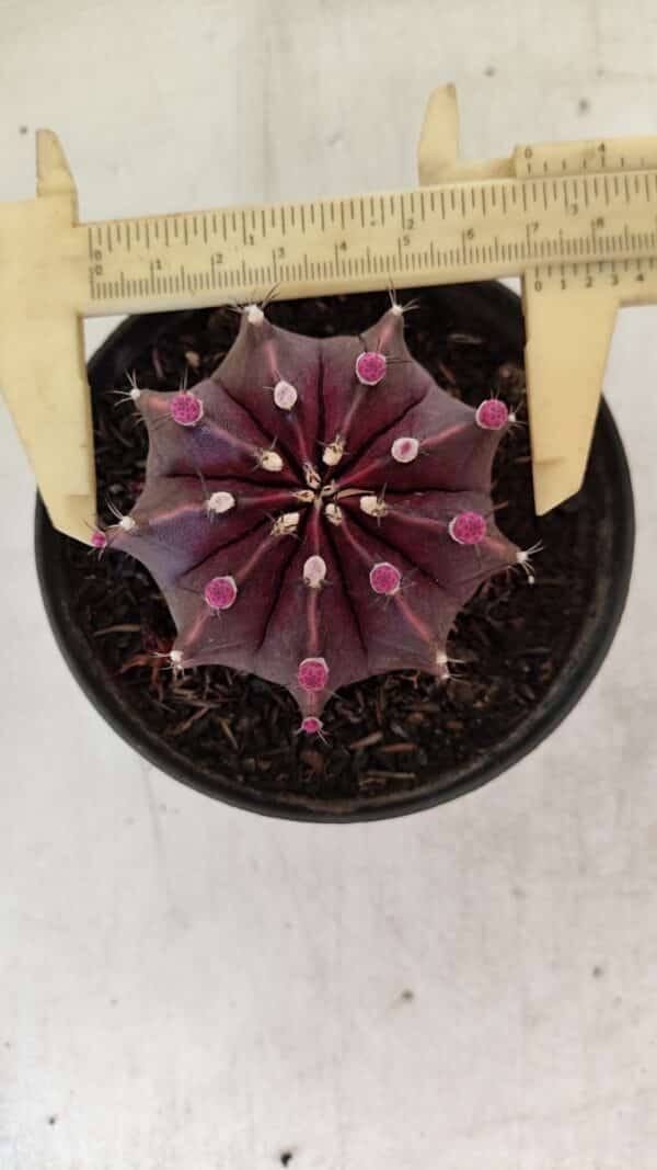 GYMNOCALYCIUM Mihanovichii Purple Nº 570 – vaso 11 - Imagem 1
