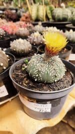 ASTROPHYTUM ASTERIAS Nº 712 – vaso 11 - Imagem 2