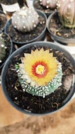 ASTROPHYTUM ASTERIAS Nº 712 – vaso 11