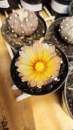 ASTROPHYTUM ASTERIAS “Purple AKABANA”  Nº 980 – vaso 09 - Imagem 3