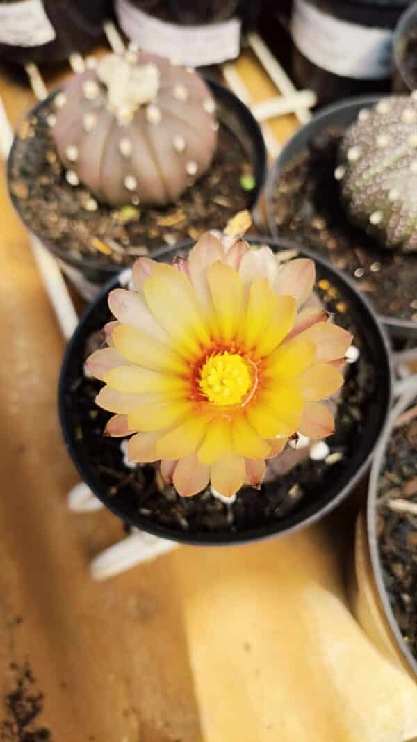 ASTROPHYTUM ASTERIAS “Purple AKABANA”  Nº 980 – vaso 09 - Imagem 3