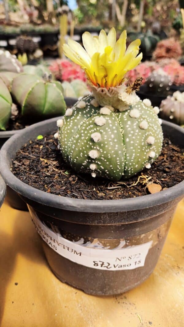 ASTROPHYTUM ASTERIAS Nº 872 – vaso 15 - Imagem 1