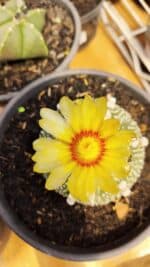 ASTROPHYTUM ASTERIAS Nº 870 – vaso 15